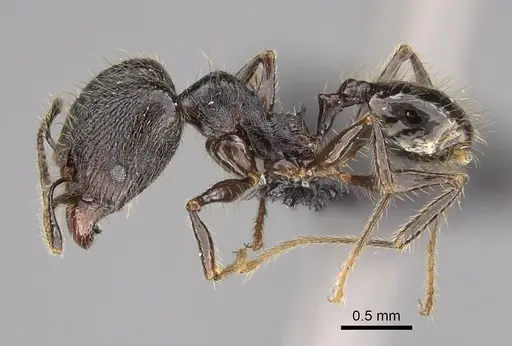 Pheidole mainty specimen CASENT0923261 image casent0923261_4