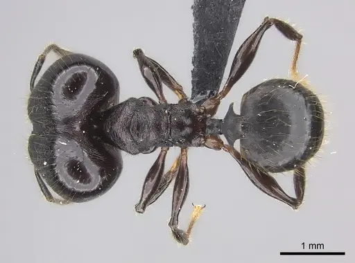 Pheidole maizina specimen CASENT0134242 image casent0134242_1