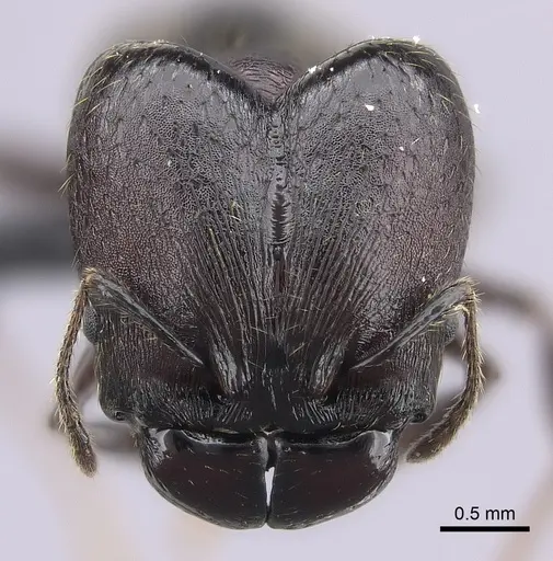 Pheidole maizina specimen CASENT0134242 image casent0134242_2
