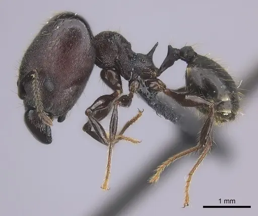 Pheidole maizina specimen CASENT0134242 image casent0134242_3