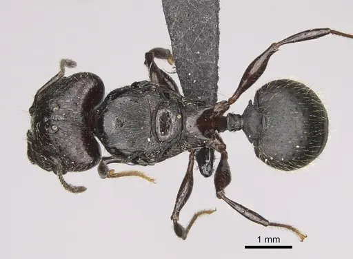 Pheidole maizina specimen CASENT0162230 image casent0162230_1