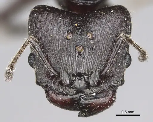 Pheidole maizina specimen CASENT0162230 image casent0162230_2