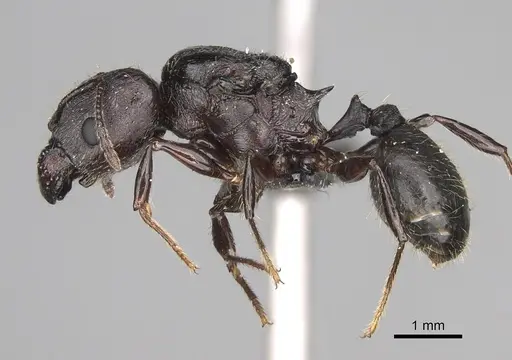 Pheidole maizina specimen CASENT0162230 image casent0162230_3