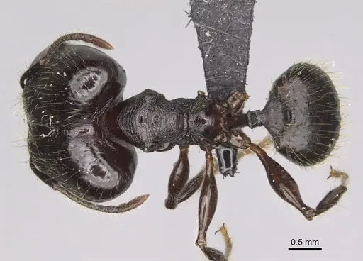 Pheidole maizina specimen CASENT0162231 image casent0162231_1