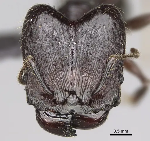 Pheidole maizina specimen CASENT0162231 image casent0162231_2