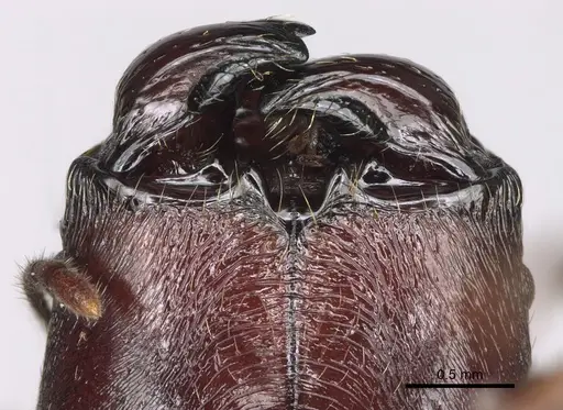Pheidole maizina specimen CASENT0162231 image casent0162231_3