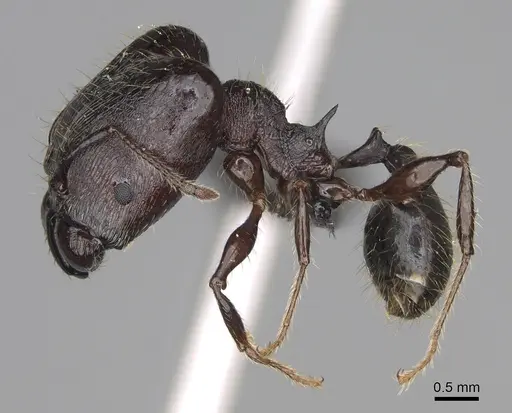 Pheidole maizina specimen CASENT0162231 image casent0162231_4