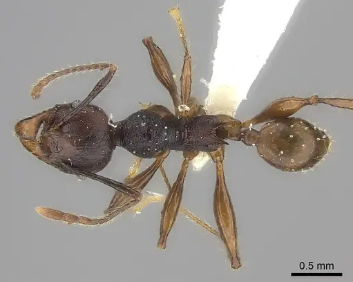 Pheidole maizina specimen CASENT0198394 image casent0198394_1