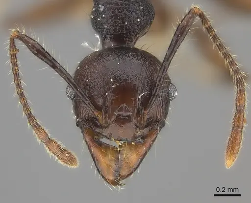 Pheidole maizina specimen CASENT0198394 image casent0198394_2
