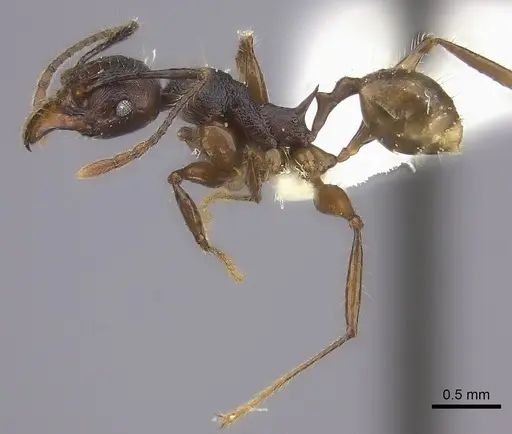 Pheidole maizina specimen CASENT0198394 image casent0198394_3