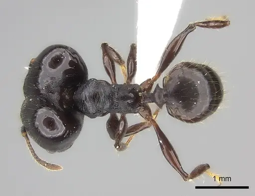 Pheidole maizina specimen CASENT0235113 image casent0235113_1