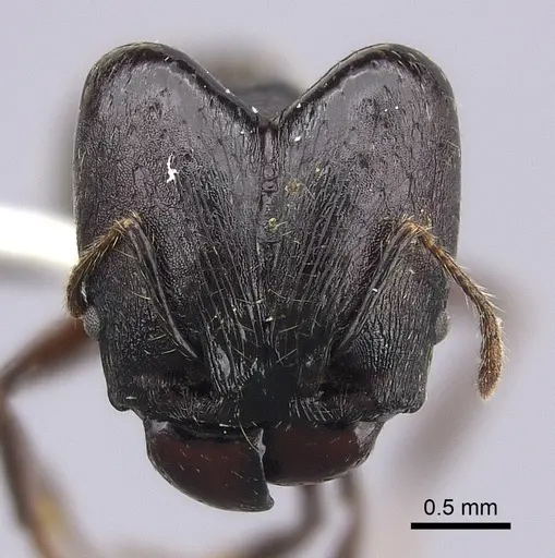 Pheidole maizina specimen CASENT0235113 image casent0235113_2