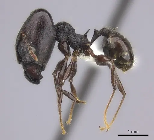 Pheidole maizina specimen CASENT0235113 image casent0235113_3