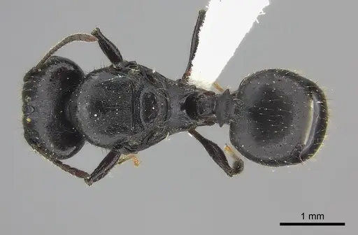 Pheidole maizina specimen CASENT0235114 image casent0235114_1