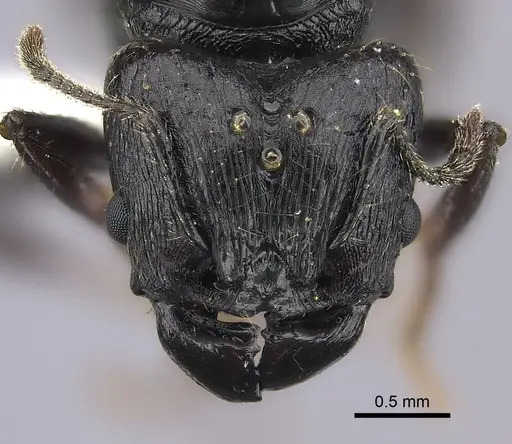 Pheidole maizina specimen CASENT0235114 image casent0235114_2
