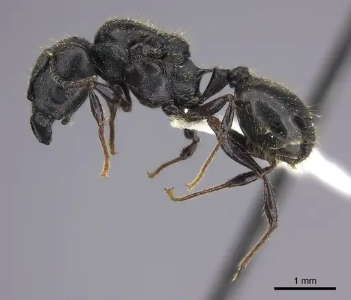 Pheidole maizina specimen CASENT0235114 image casent0235114_3