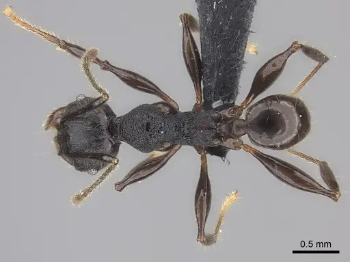 Pheidole maizina specimen CASENT0235121 image casent0235121_1