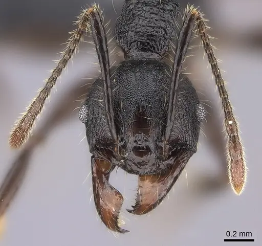 Pheidole maizina specimen CASENT0235121 image casent0235121_2