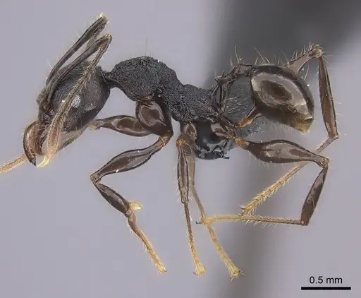 Pheidole maizina specimen CASENT0235121 image casent0235121_3