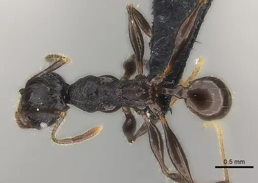 Pheidole maizina specimen CASENT0235138 image casent0235138_1