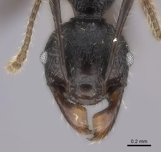 Pheidole maizina specimen CASENT0235138 image casent0235138_2