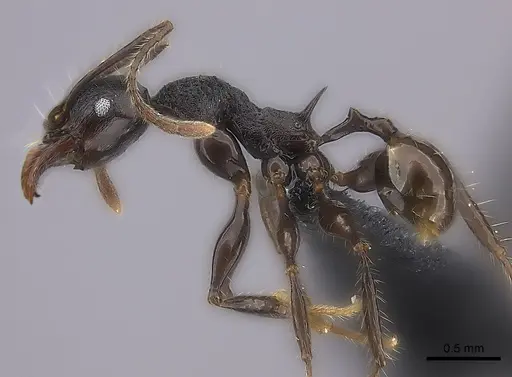 Pheidole maizina specimen CASENT0235138 image casent0235138_3