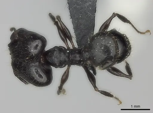 Pheidole maizina specimen CASENT0496347 image casent0496347_1