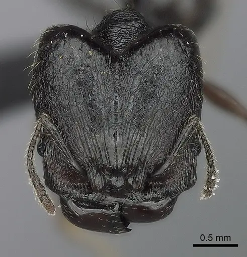 Pheidole maizina specimen CASENT0496347 image casent0496347_2
