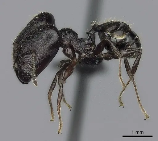 Pheidole maizina specimen CASENT0496347 image casent0496347_3