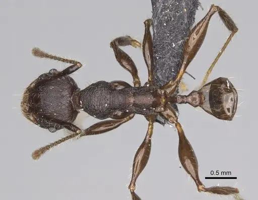 Pheidole maizina specimen CASENT0923223 image casent0923223_1