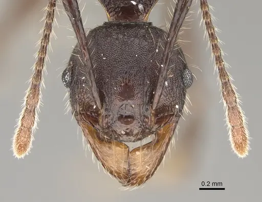 Pheidole maizina specimen CASENT0923223 image casent0923223_2