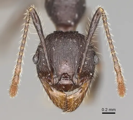 Pheidole maizina specimen CASENT0923223 image casent0923223_3