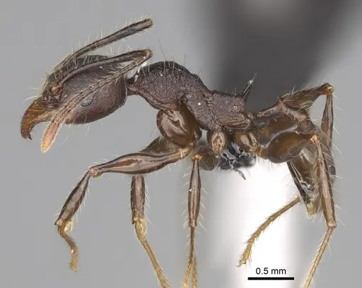 Pheidole maizina specimen CASENT0923223 image casent0923223_4
