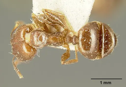 Pheidole maja specimen JTLC000015318 image jtlc000015318_1