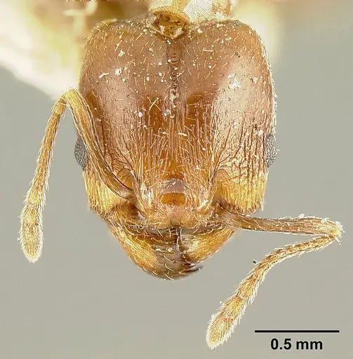 Pheidole maja specimen JTLC000015318 image jtlc000015318_2