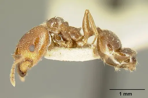 Pheidole maja specimen JTLC000015318 image jtlc000015318_3