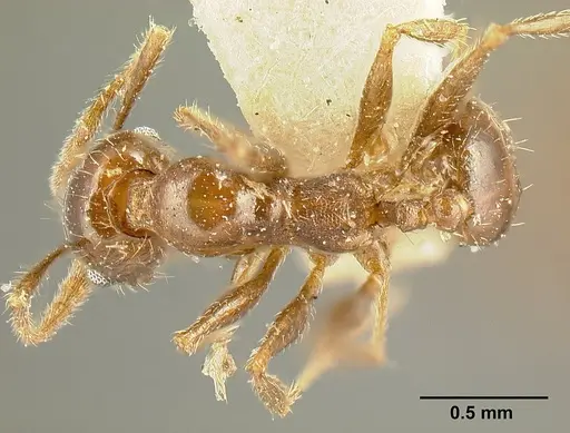 Pheidole maja specimen JTLC000015319 image jtlc000015319_1