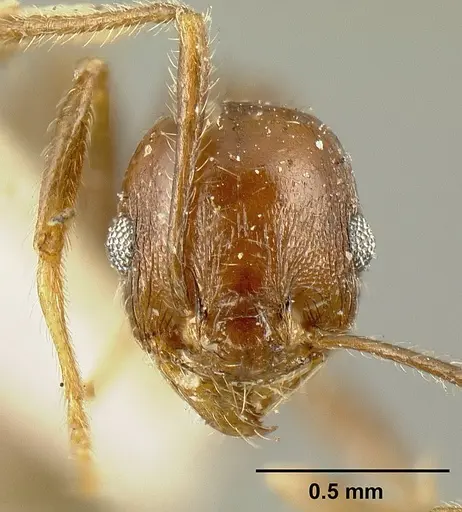 Pheidole maja specimen JTLC000015319 image jtlc000015319_2