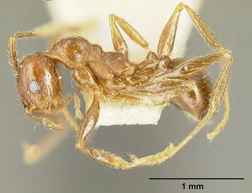 Pheidole maja specimen JTLC000015319 image jtlc000015319_3