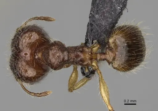 Pheidole makaensis specimen CASENT0205745 image casent0205745_1