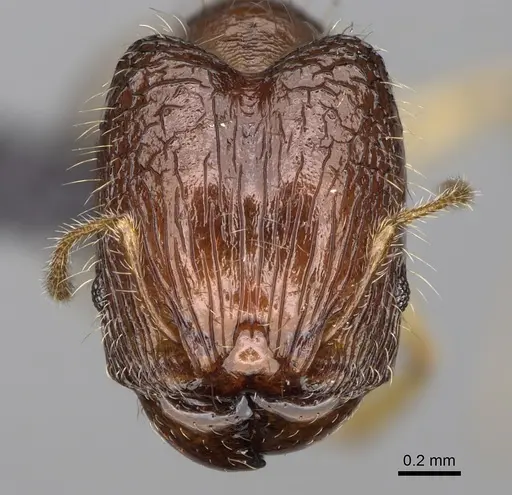 Pheidole makaensis specimen CASENT0205745 image casent0205745_2