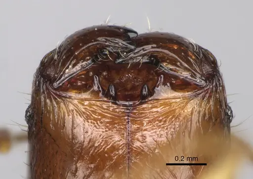 Pheidole makaensis specimen CASENT0205745 image casent0205745_3