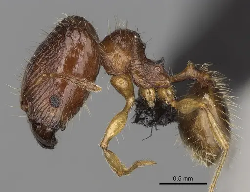 Pheidole makaensis specimen CASENT0205745 image casent0205745_4