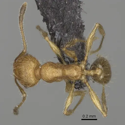 Pheidole makaensis specimen CASENT0923188 image casent0923188_1