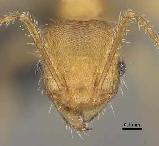 Pheidole makaensis specimen CASENT0923188 image casent0923188_2