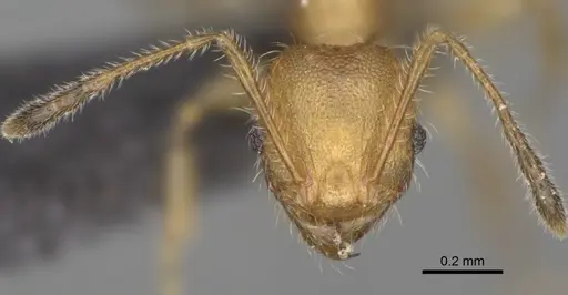 Pheidole makaensis specimen CASENT0923188 image casent0923188_3