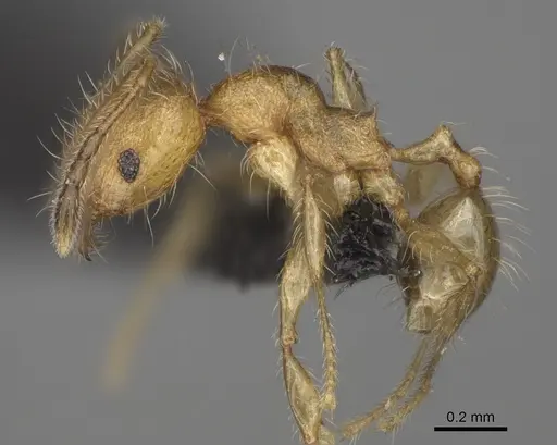 Pheidole makaensis specimen CASENT0923188 image casent0923188_4