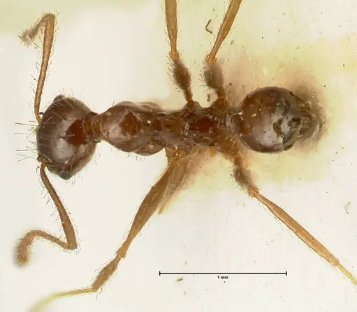 Pheidole makilingi specimen FOCOL1390-1 image focol1390-1_1