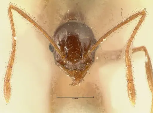 Pheidole makilingi specimen FOCOL1390-1 image focol1390-1_2