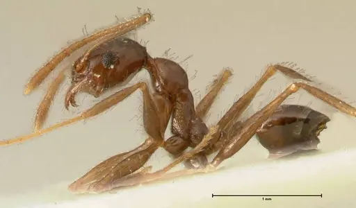 Pheidole makilingi specimen FOCOL1390-1 image focol1390-1_3